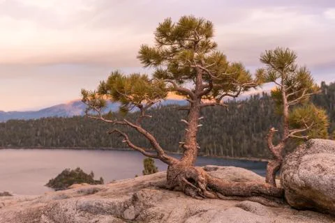Sunset on a tree growing from the rock at Emerald Bay State Park Lookout in Lake Stock Photos