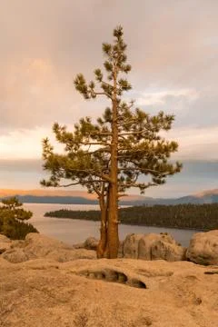 Sunset on a tree growing from the rock at Emerald Bay State Park Lookout in Lake Stock Photos