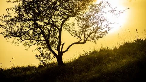Sunset with a tree on the hill Stock Photos