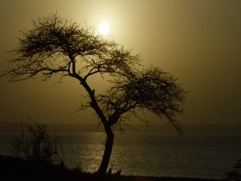 Sunset with tree &amp; lake in Ethiopia Stock Footage 79667681