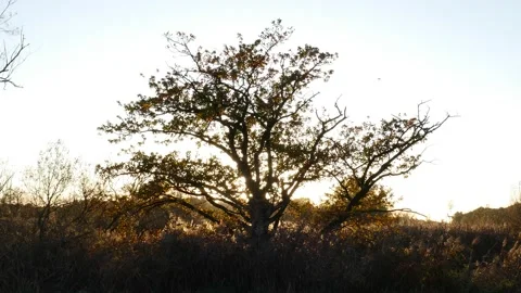 Sunset with tree at the Lesum Video stock 227494149