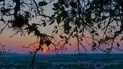 Sunset Tree Magic Stock Footage 194513638