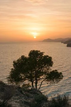 Sunset tree Mediterranean Sea, Spain Stock Photos