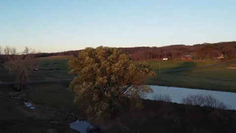 Sunset tree orbit Stock Footage 263450015