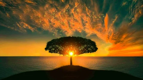 Sunset Tree Particles Stock Footage 117104344