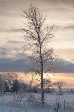 Sunset tree 写真素材