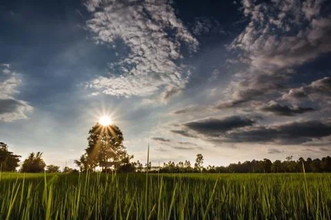 Sunset on the tree Stock Photos