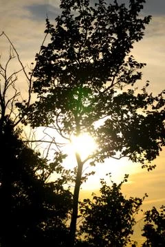 Sunset tree Stock Photos