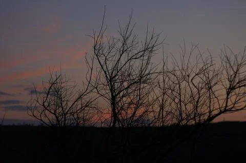 Sunset tree Stockfoto's