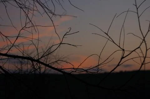 Sunset tree Stockfoto's