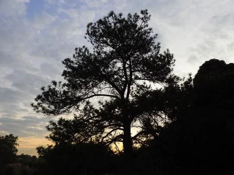 Sunset tree Stock Photos