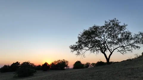 Sunset tree Foto stock