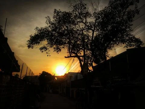 Sunset tree Stock Photos