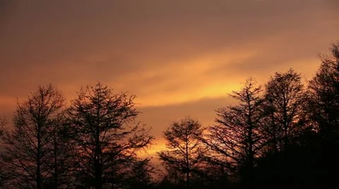 Sunset with Tree Silhouette Stock Footage 10837122