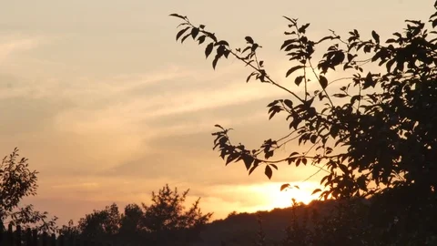 Sunset with tree silhouette 스톡 동영상 79478547