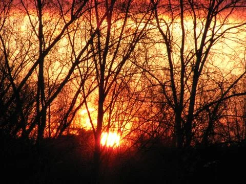 Sunset tree silhouette Stock Photos