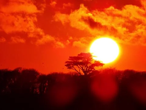 Sunset Tree Silhouette Stock Photos