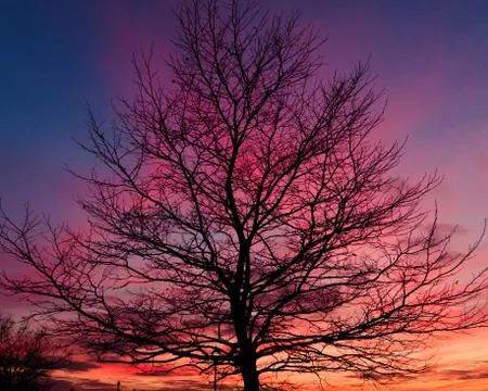 Sunset tree silhouette Stock Photos