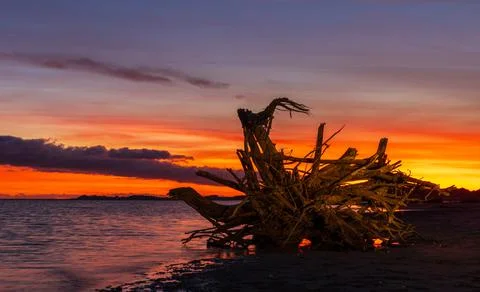 Sunset Tree Stump Stock Photos