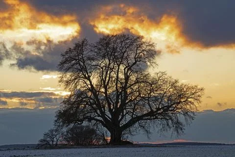 Sunset tree with sunset against clouds in the sky, Buchhofen, Bavaria, Germany Stock Photos