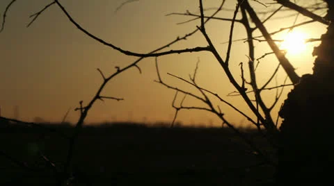 Sunset Tree - Timelapse 動画素材 26081933