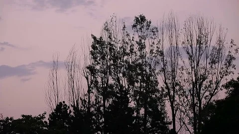 Sunset Tree Tops against Twilight Cloudy Sky Stock Footage 77999895