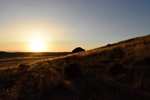 Sunset on tree upland alone among the bushes Stock Photos