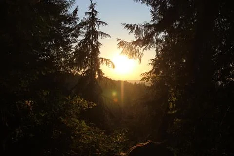 Sunset Tree View In Washington Stock Photos