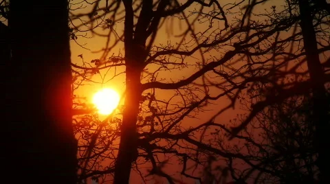 Sunset Trees 02 Stock Footage 820571
