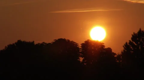 Sunset, trees and flying pollen Видео 36347110