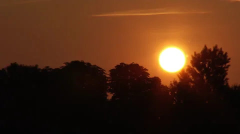 Sunset, trees and flying pollen 2 Stock Footage 36347738