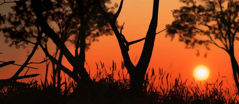 Sunset, trees and grass 3D illustration Stock Illustration