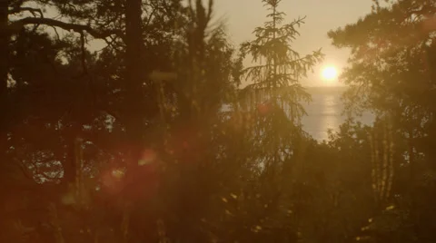 Sunset, trees and ocean Stock Footage 41331439