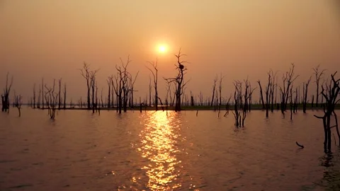 Sunset trees and sea eagle nest lake Kariba Stock Footage 278982219