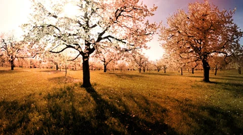 Sunset trees background. spring flowers plants. nature. summertime. aerial view Stock Footage 38272959