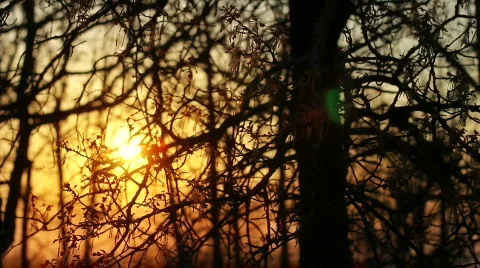 Sunset Trees Stock Footage 820576