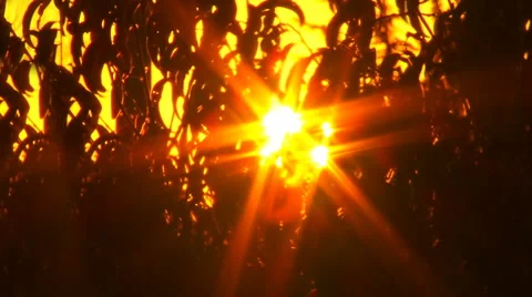 Sunset in trees Stock Footage