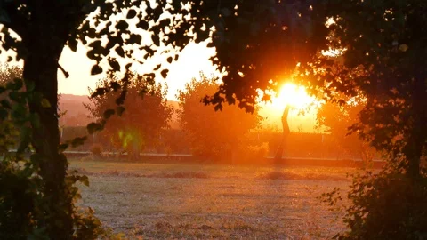 Sunset on the trees. Video stock 99546865