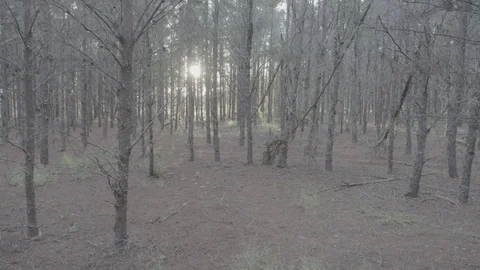 Sunset Trees Video stock 101994560