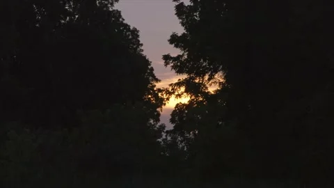 Sunset in trees Stock Footage 232870363
