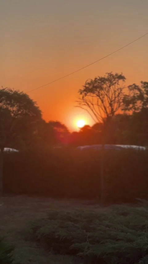 Sunset in the trees Video stock 279839003