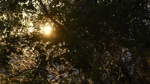 Sunset Trees Stock Footage 286255554