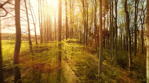 Sunset trees forest silhouette. springtime. sun flare light. nature plants Stock Footage 38239384