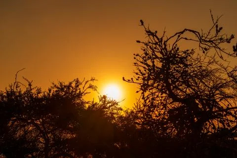 A sunset with trees in front and the sun behind them Stock Photos