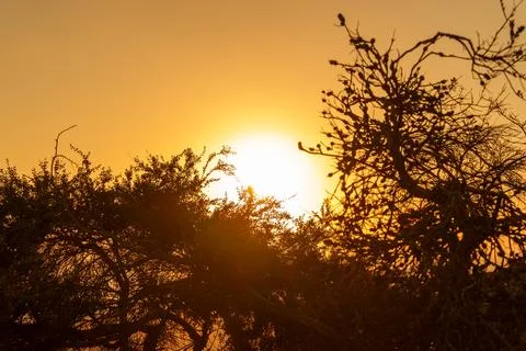 A sunset with trees in front and the sun in the back Stock Photos