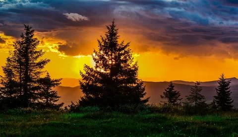 Sunset, Trees, Grass image Stock Photos