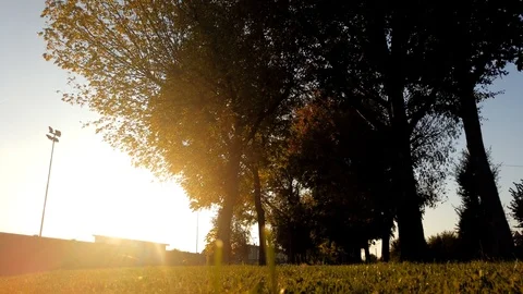 Sunset trees motionlapse/timelapse countryside Stock Footage 117433705