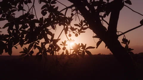 SUNSET TREES - nature Stock Footage 148213781