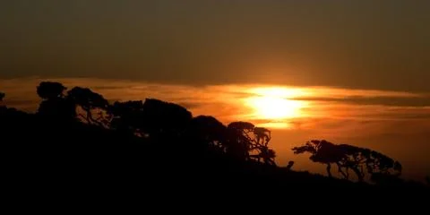 Sunset trees Stock Photos