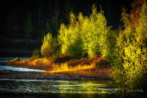 Sunset on trees Fotos Stock